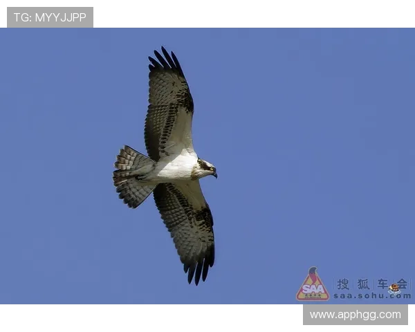 苍鹰直播:翱翔天际的猛禽视野全记录
